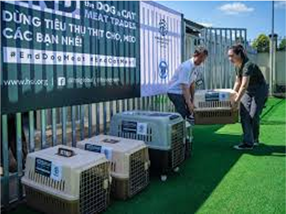 End the Dog and Cat Meat Trade — rescue operation in Vietnam with transport crates