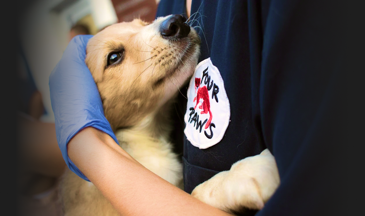 A rescued puppy held safely by a Four Paws rescue worker