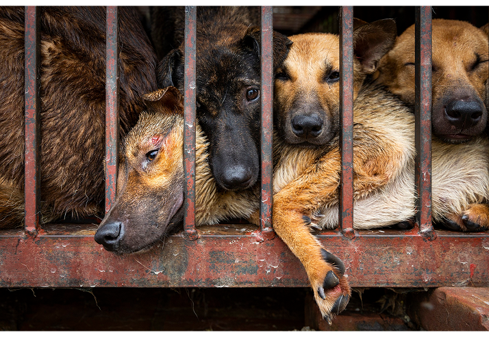 Dogs crammed into a transport cage — a common sight in the unregulated trade