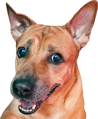 Lucky the Vietnamese Ta dog — close-up portrait
