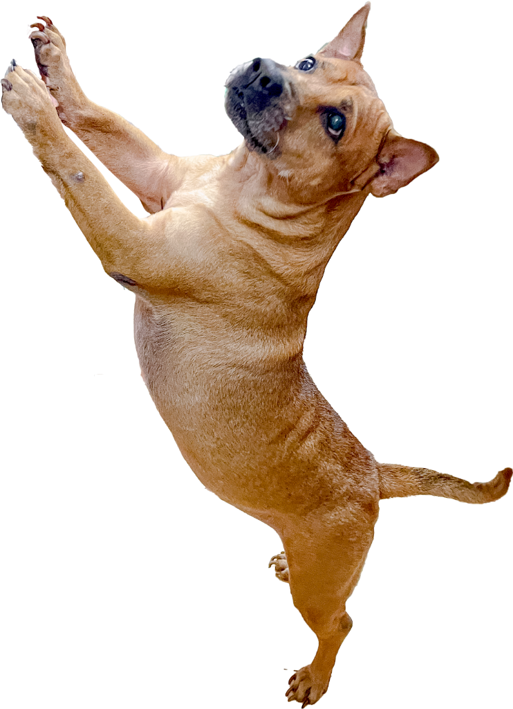 Lucky jumping playfully