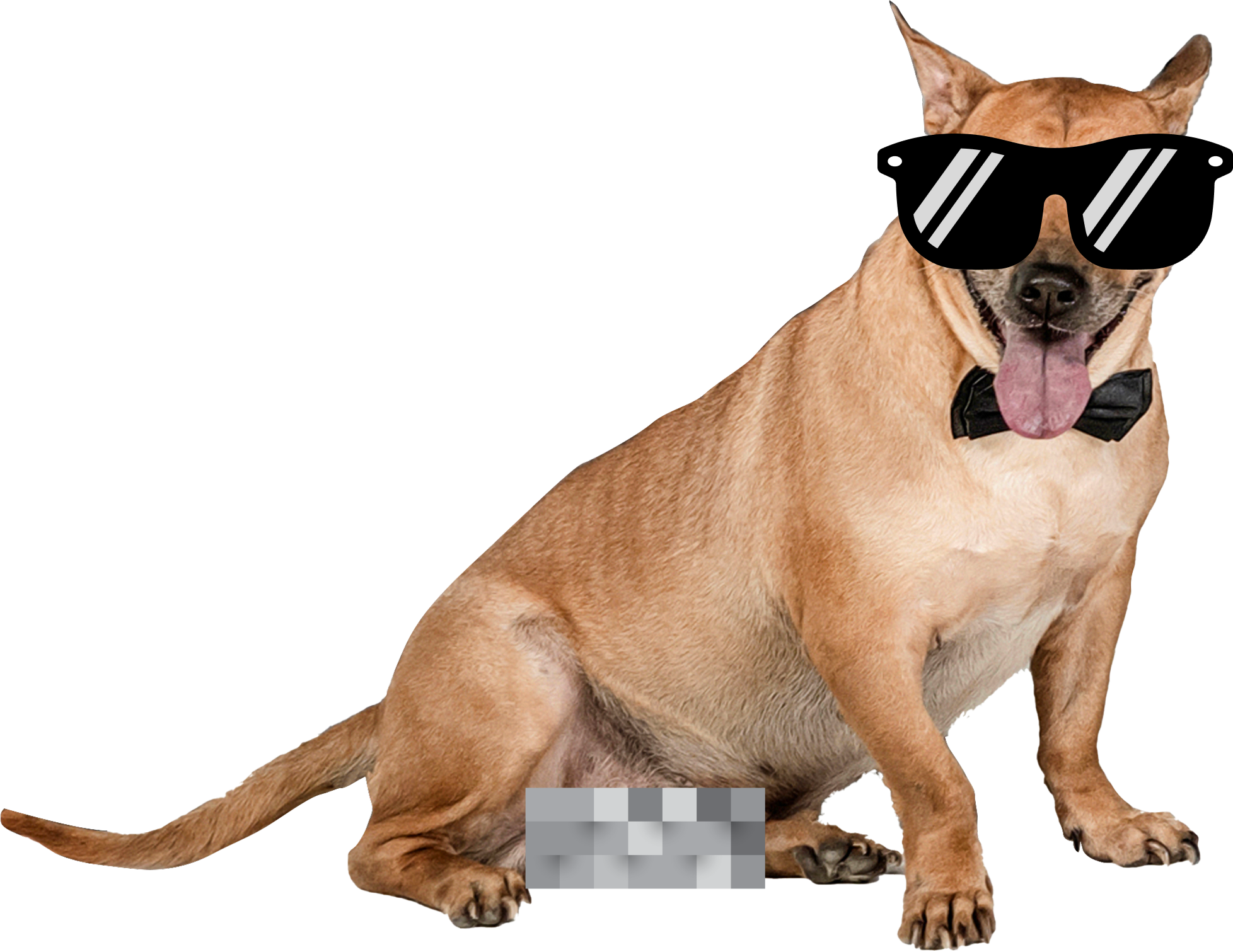 Lucky, a 9-year-old Vietnamese Ta dog wearing sunglasses and a bow tie — campaign mascot